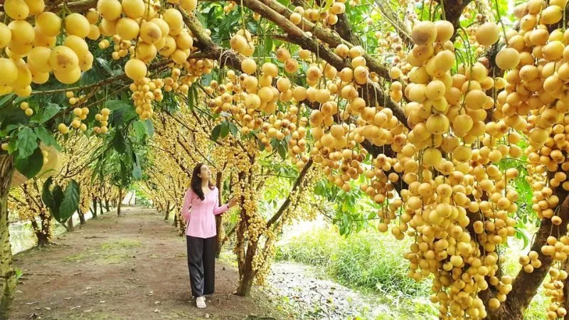 Miền Tây không thể không nhắc đến là các vườn trái cây nổi tiếng